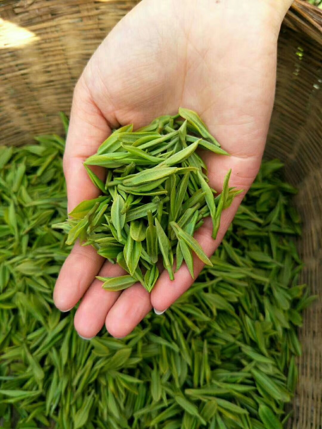 明前2022年新茶珍品龙井43号甘肃陇南康县阳坝其它绿茶