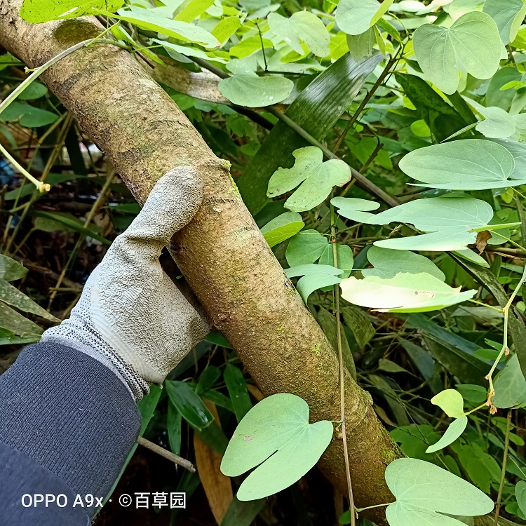 夜关门中草药的功效图片