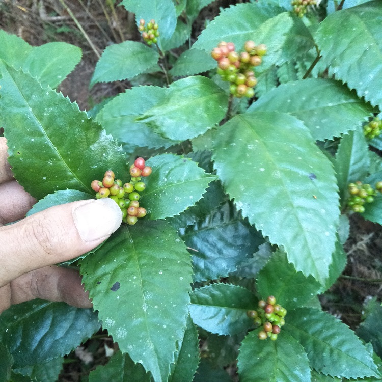 九节金粟兰风满山肿节中草药新鲜草珊瑚接骨500g其他药食同源食品