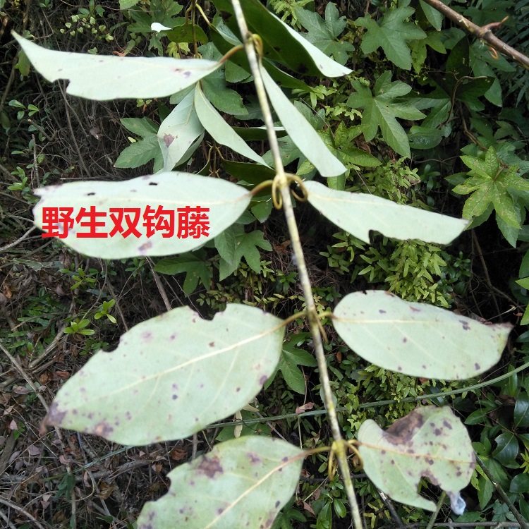 钩藤根500g干品金钩藤自晒无硫中药材双钩藤吊子风鹰爪风倒挂刺