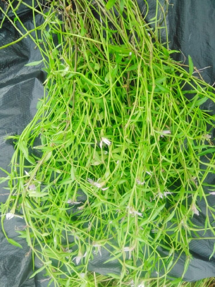 半边现采中草药新鲜盆栽蛇利草生菊细米舌草500g花卉