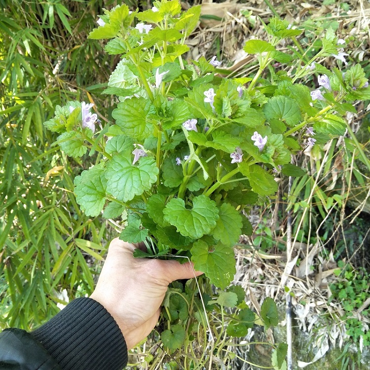 野生新鲜连钱草金钱草透骨消马蹄草破铜钱草崩大碗十八缺透骨草药