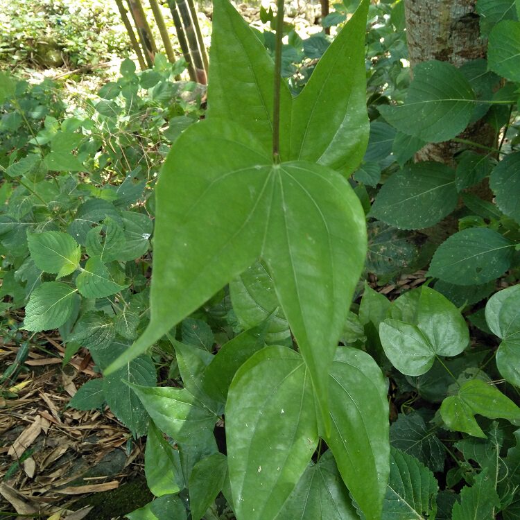 深山金巴酒原料原始森林金巴叶泡酒干叶子根茎200g送金巴酒配方