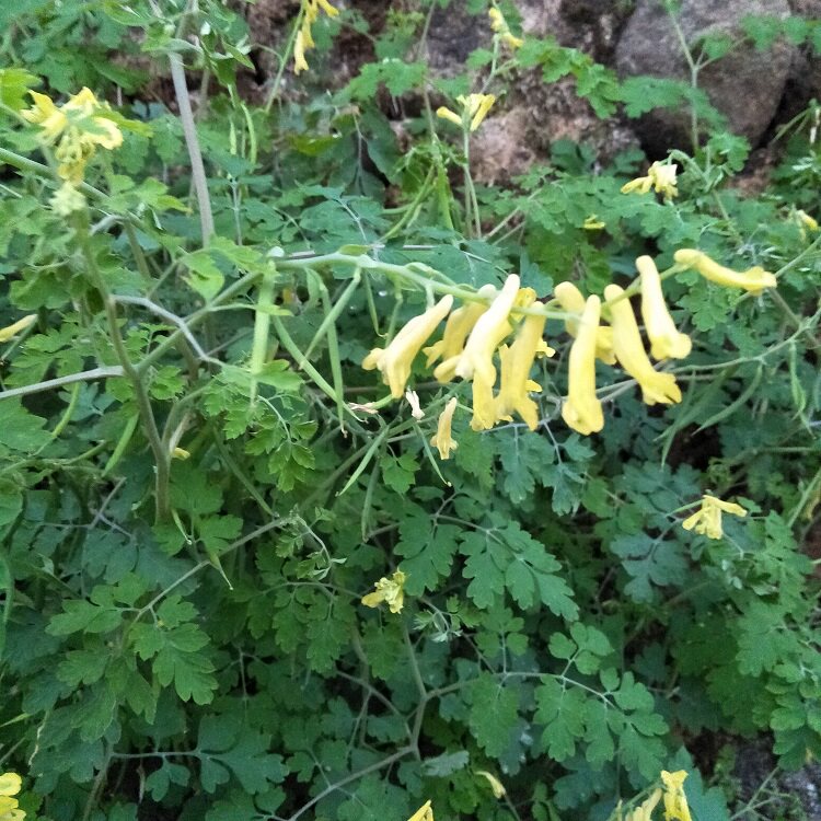 中草药新鲜黄堇野断肠草生臭桐彭臭草粪缸鱼灯草鸡屎草500g扭果草