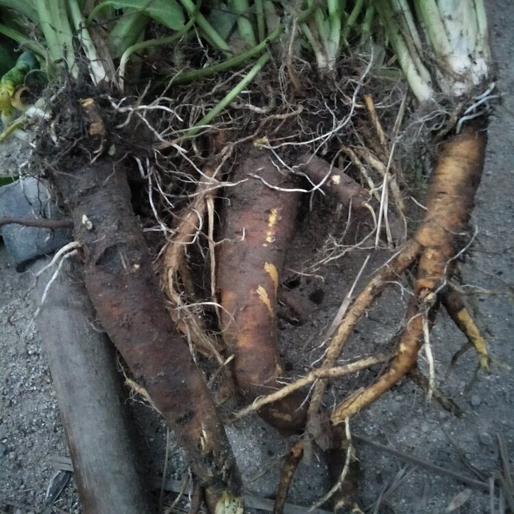 大黄新鲜金不换舌头牛耳洋铁叶羊蹄根血三七中草药其他药食同源食品