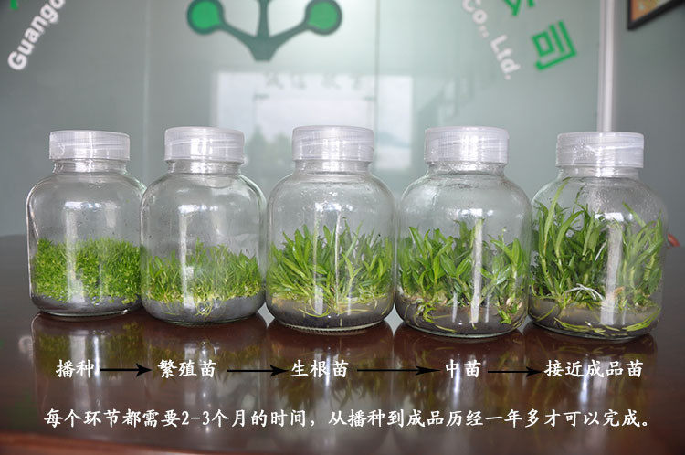 玻璃650ml组培瓶菌瓶菌苗虫草育苗实验透气膜盖其它园艺用品