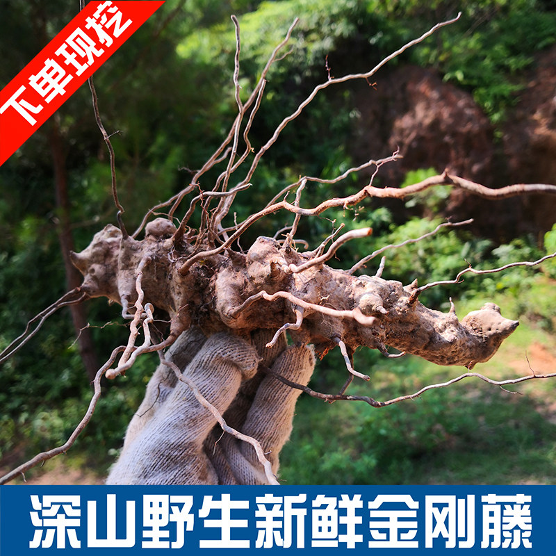 金刚野生新鲜菝葜根500g包邮铁菱角刺藤乌鱼鱼刺山其他药食同源食品