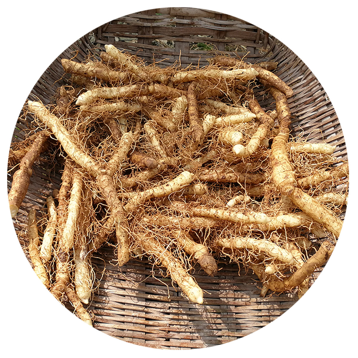 玉竹煲汤农家新鲜深山现挖竹条搭配麦冬泡茶其他药食同源食品