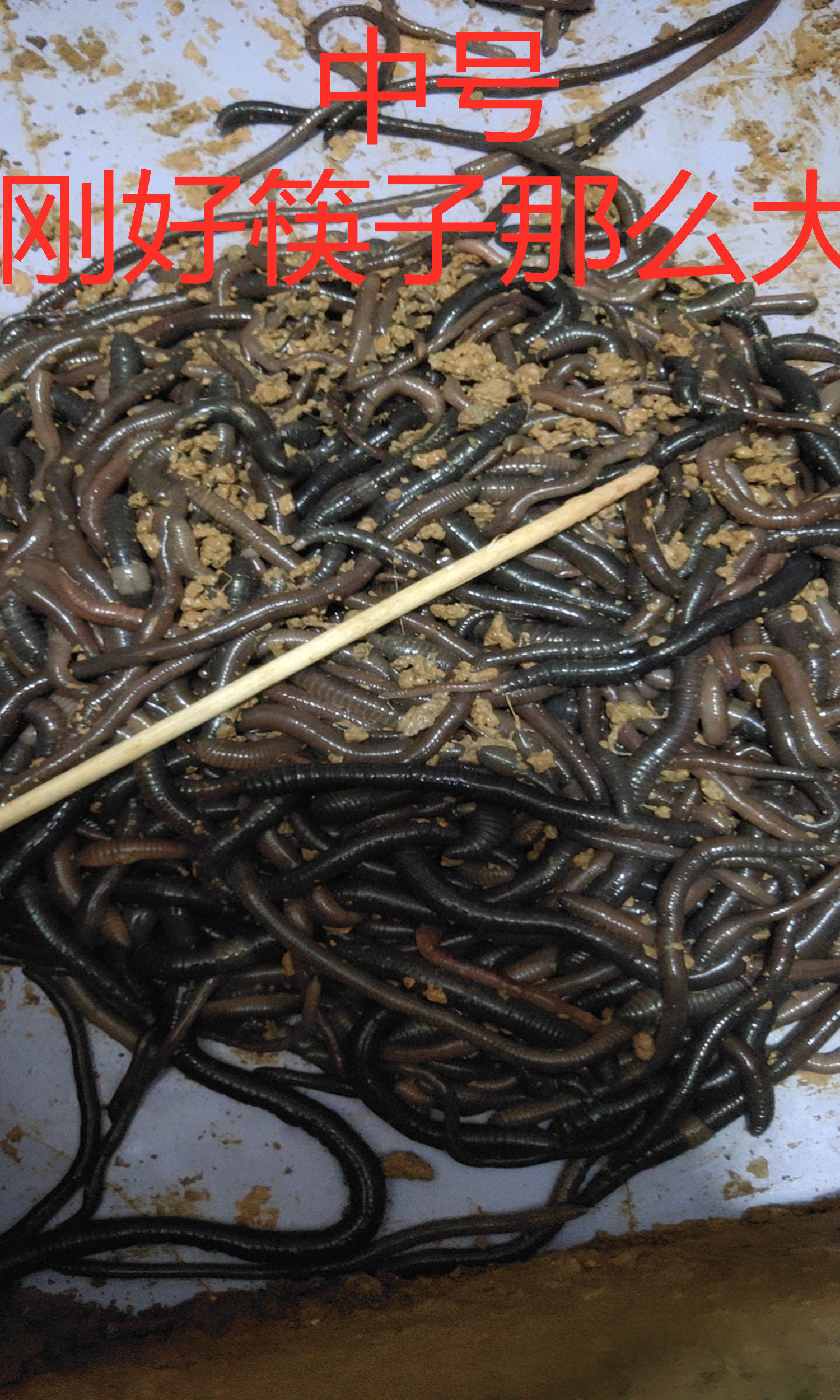 蚯蚓广西野生活饵大号特大鲜活红黑诱饵垂钓其他垂钓用品