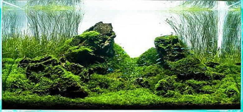 后景草大莎草水下叶水草造景新手水草原生缸阴性草好养水族一份