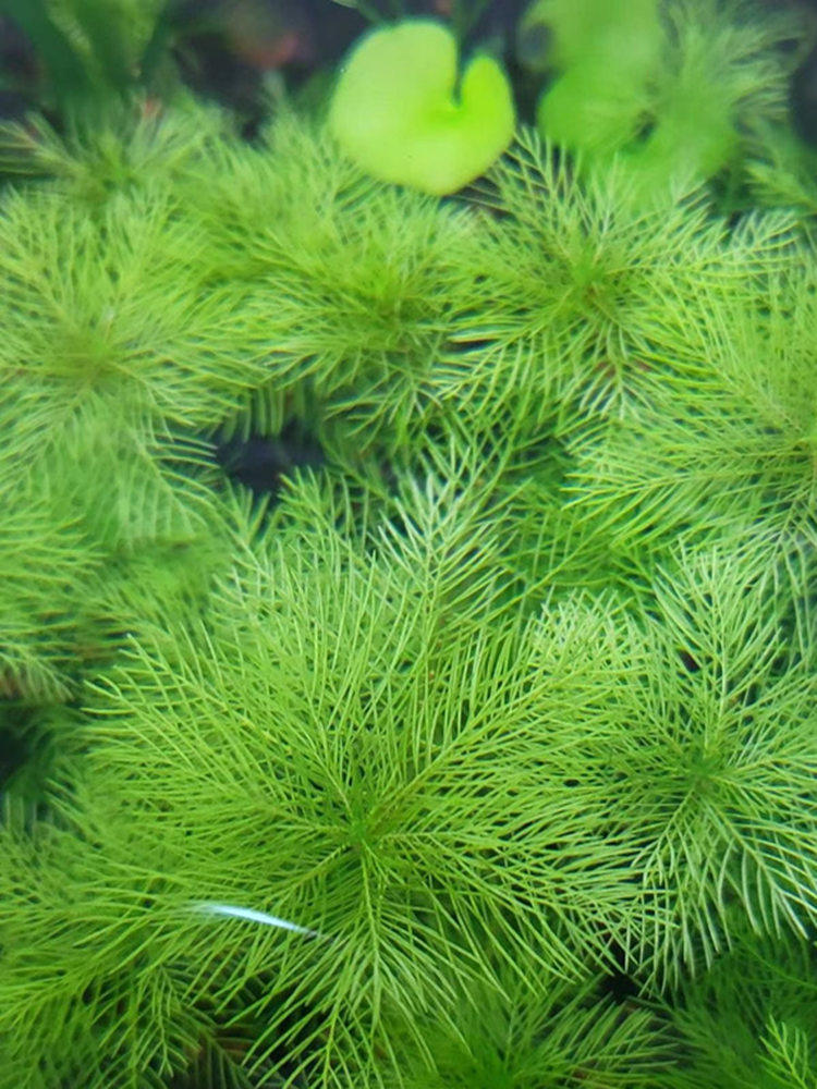 绿羽淡水茎草水下co2活体羽毛造景水族鱼缸水草