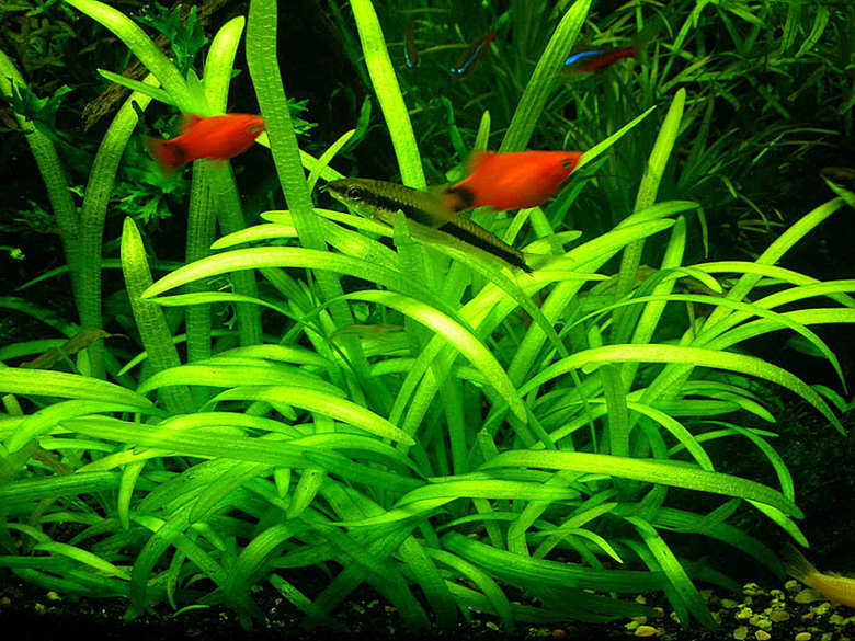 迷你小水水草前景中景水族箱鱼缸造景水草