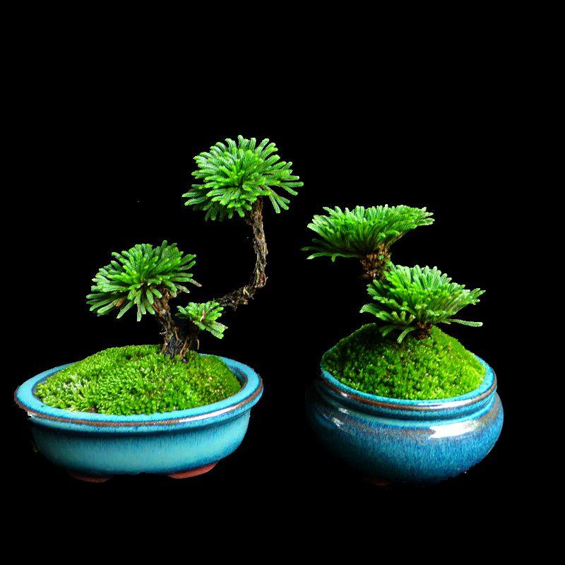 室内小叶卷柏盆景绿植小盆盆栽懒人植物防辐射绿植