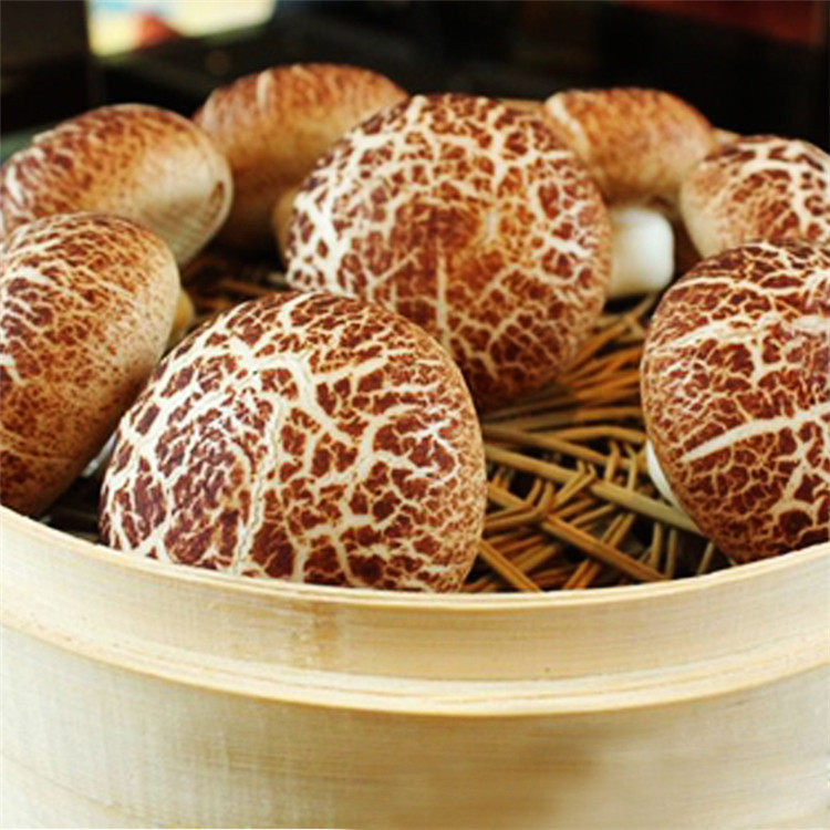 蘑菇包香菇花菇造型包子酒店速冻素包子儿童早餐甜点心学生早餐