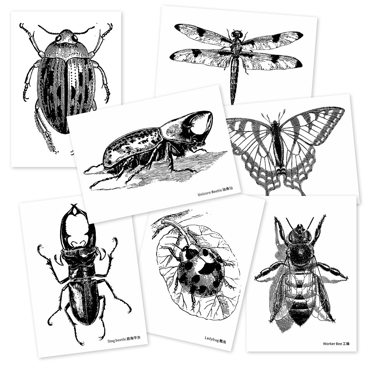 昆虫黑白线描临摹拉丁文画室美术教室对照20张贺卡