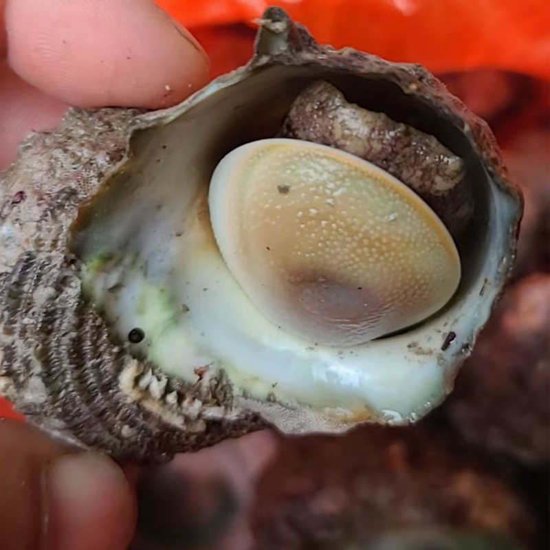 东山岛海捕凤鲜活海鲜海螺夜光蝾螺珠螺贝类水产海螺