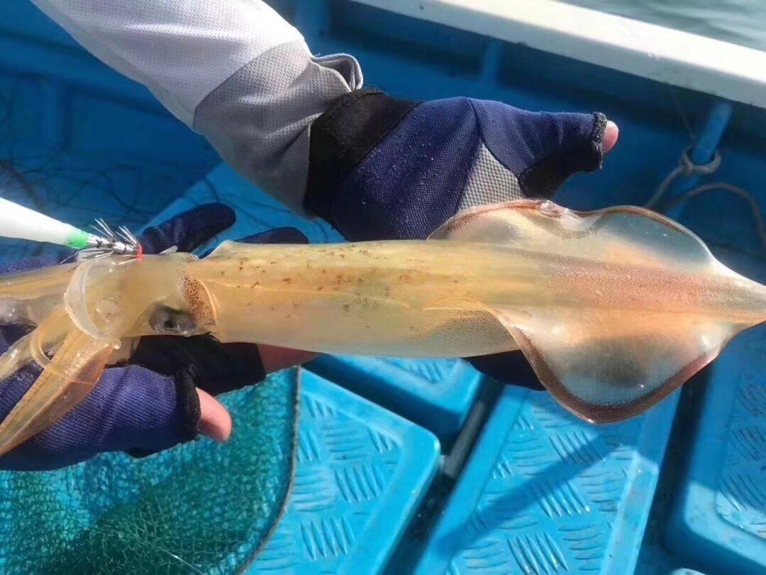 东山岛海鲜水产鲜活手钓大管鱿鱼活冻火箭鱿中管鱿海兔子大笔管鱼