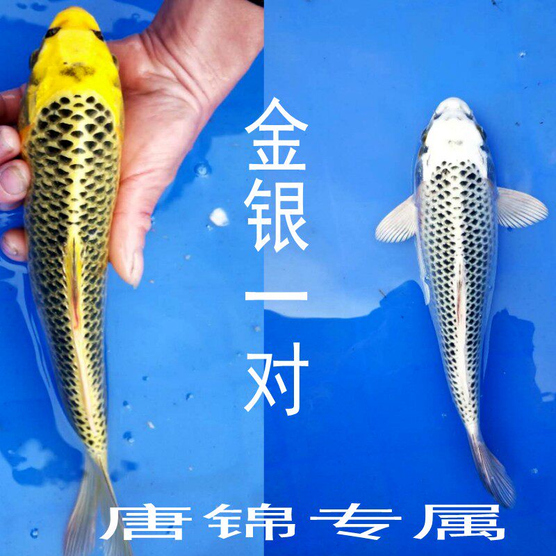 观赏锦鲤鱼苗纯种日本金松叶银松叶活体包活包邮风水鱼冷水淡水鱼