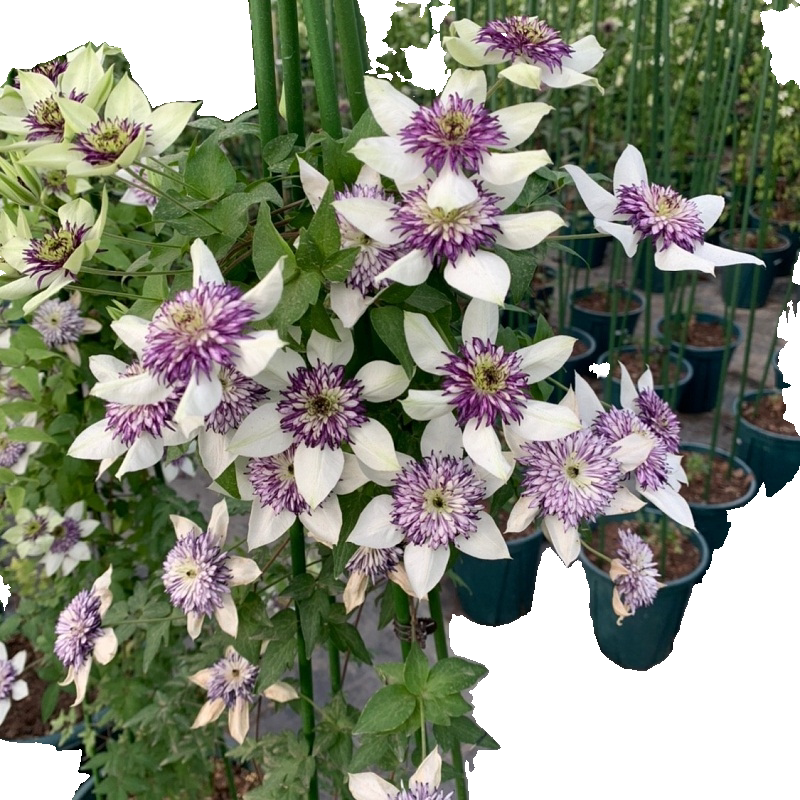 铁线莲约瑟芬新幻紫幸运符昼天使乌托邦庭院花园时令草本花卉