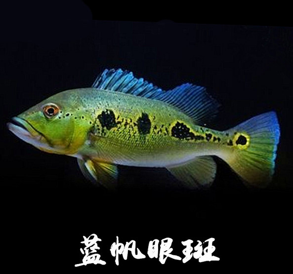 帝王繁星五间蓝帆活体龙鱼大型苏里南满天西亚鱼