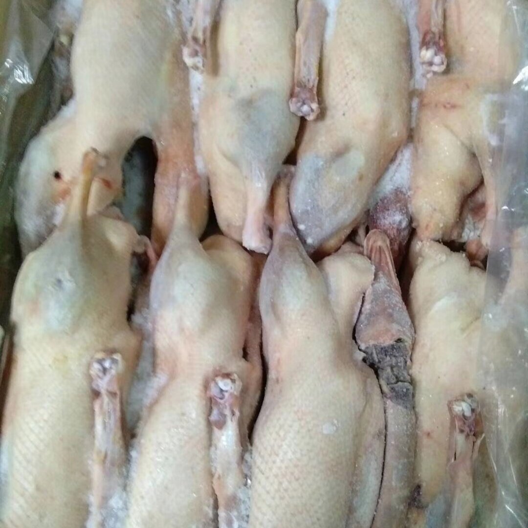 新品冷冻白条鹅仔鹅全鹅光鹅整40斤鹅肉5678只鹅肉