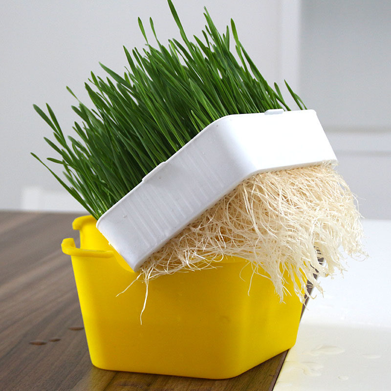 育苗芽苗菜盘水培葱苗大蒜苗神器水养植物创意育苗盘