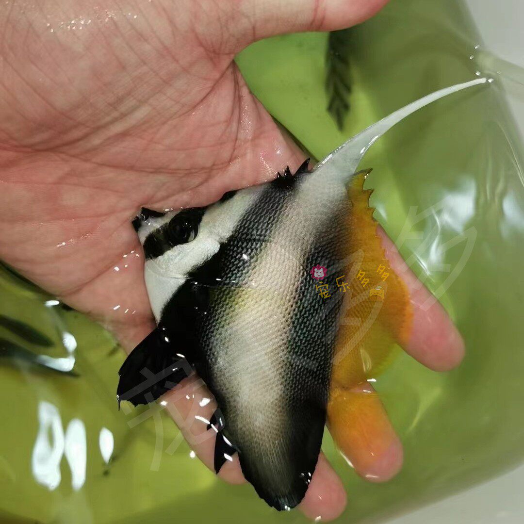 火箭人字水缸珊瑚海活体鲽鱼海水黄金黄网鲽黄火箭鱼