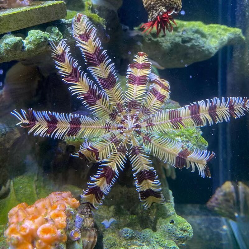 羽毛海星宠物活体海海水鱼缸海洋棘皮生物观赏其它水族宠物