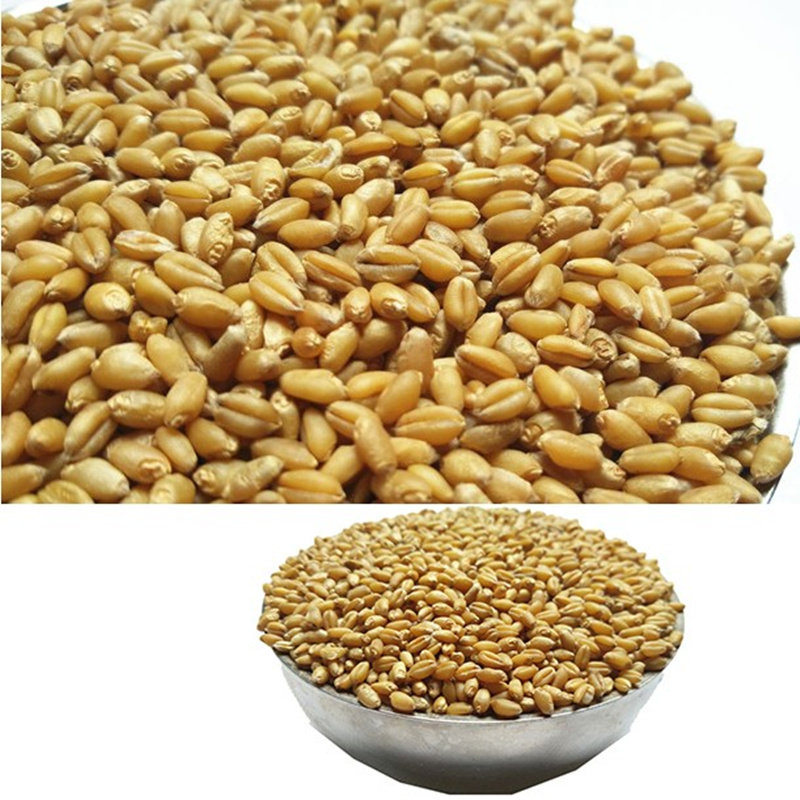 麦粒新小农家小麦草种子榨汁麦芽糖钓鱼鱼饵鸡鸭杂粮组合