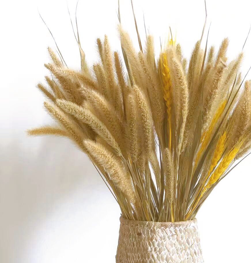 天然干花狗尾巴草真花场景布置花束工艺品辅料自然风干永生花包邮