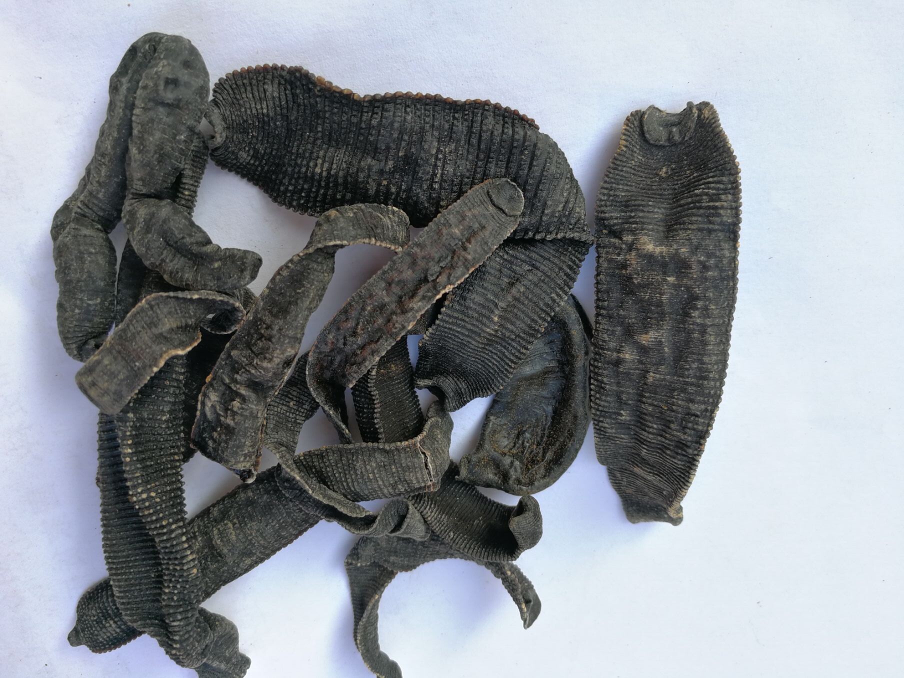 水蛭中药材250克蚂蟥马鳖干钻子干货蛭蝚掌蚑药材其他药食同源食品