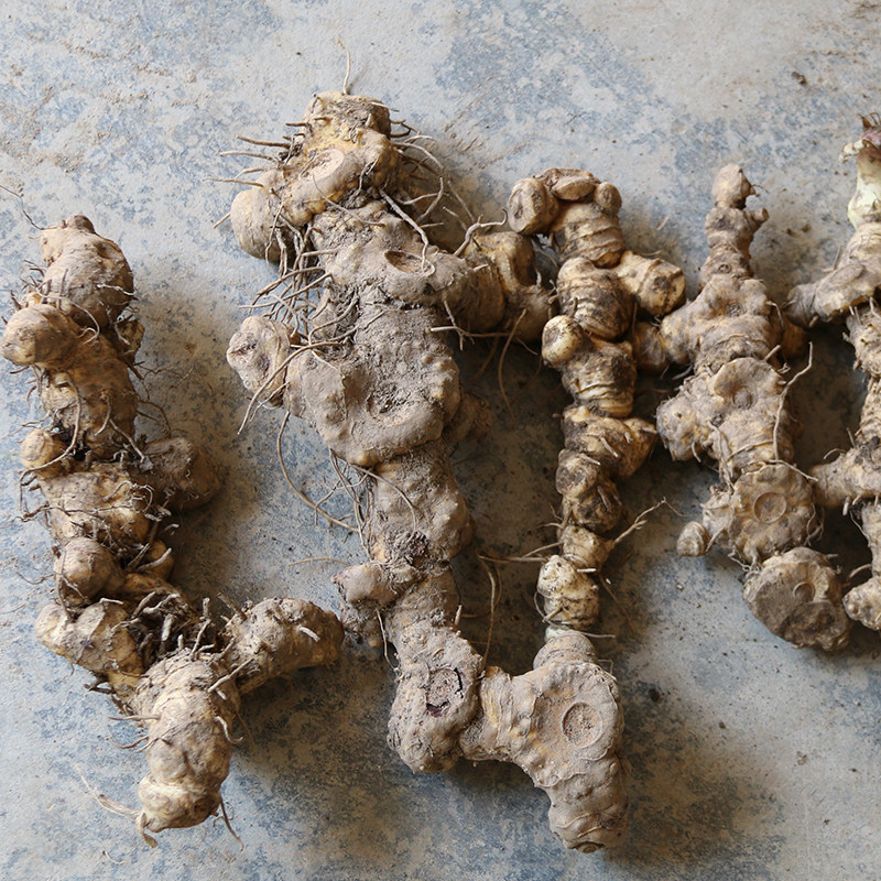 九华山特产野生多花黄精8-10年生新鲜黄精炖鸡煲汤500克特价