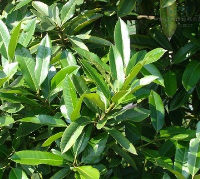 茶树苦丁树苗正宗野生茶苗大叶小叶茶叶健康绿植