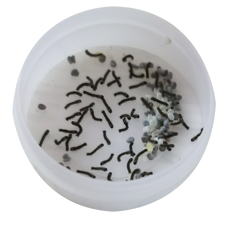 春蚕蚕桑彩蚕宠物活体生养学生幼虫桑叶蚕卵蚕宝宝