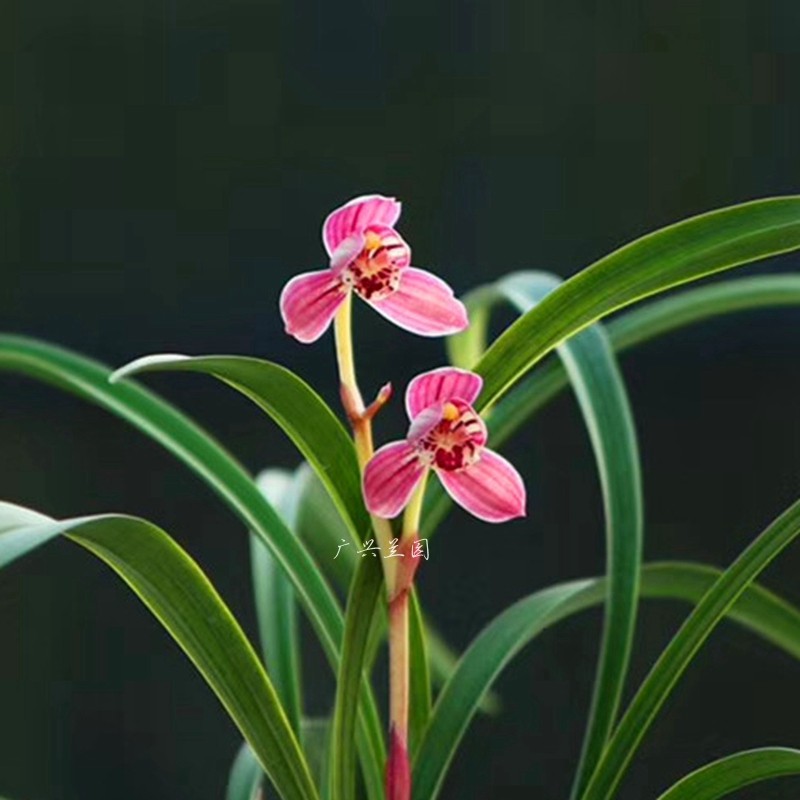 室内四季建兰红花红玉夏秋开花浓香花卉花苞国兰