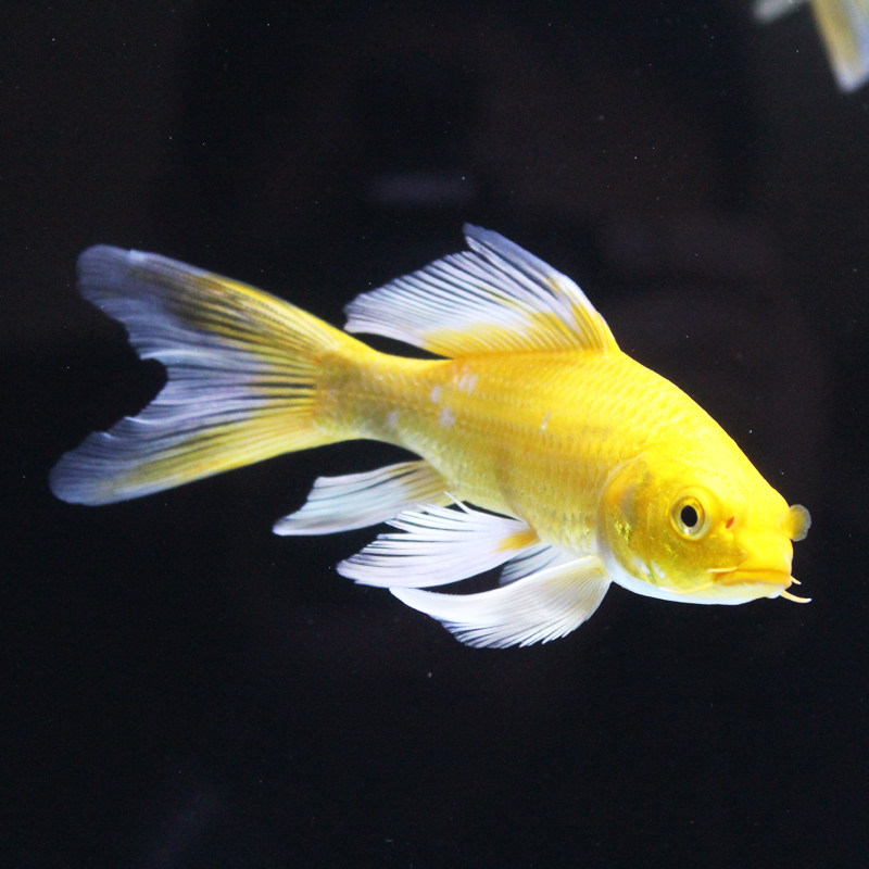 观赏鱼耐活冷水金鱼淡水易养不加温活体长尾锦鲤鱼龙凤蝴蝶鲤鱼