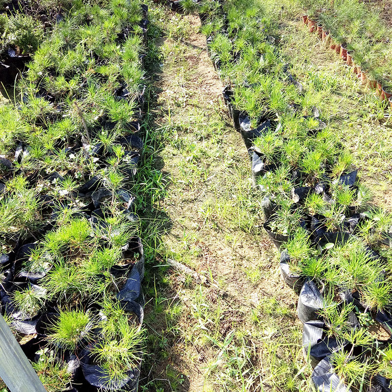 野生黄山松苗 爆皮小老松 微型黄山松盆景
