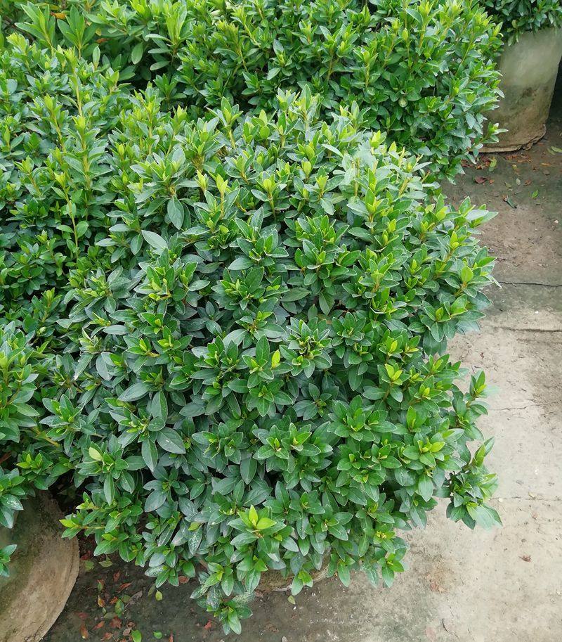 花篱花园灌木花卉植物庭院春娟球映山红实拍优质盆栽苗