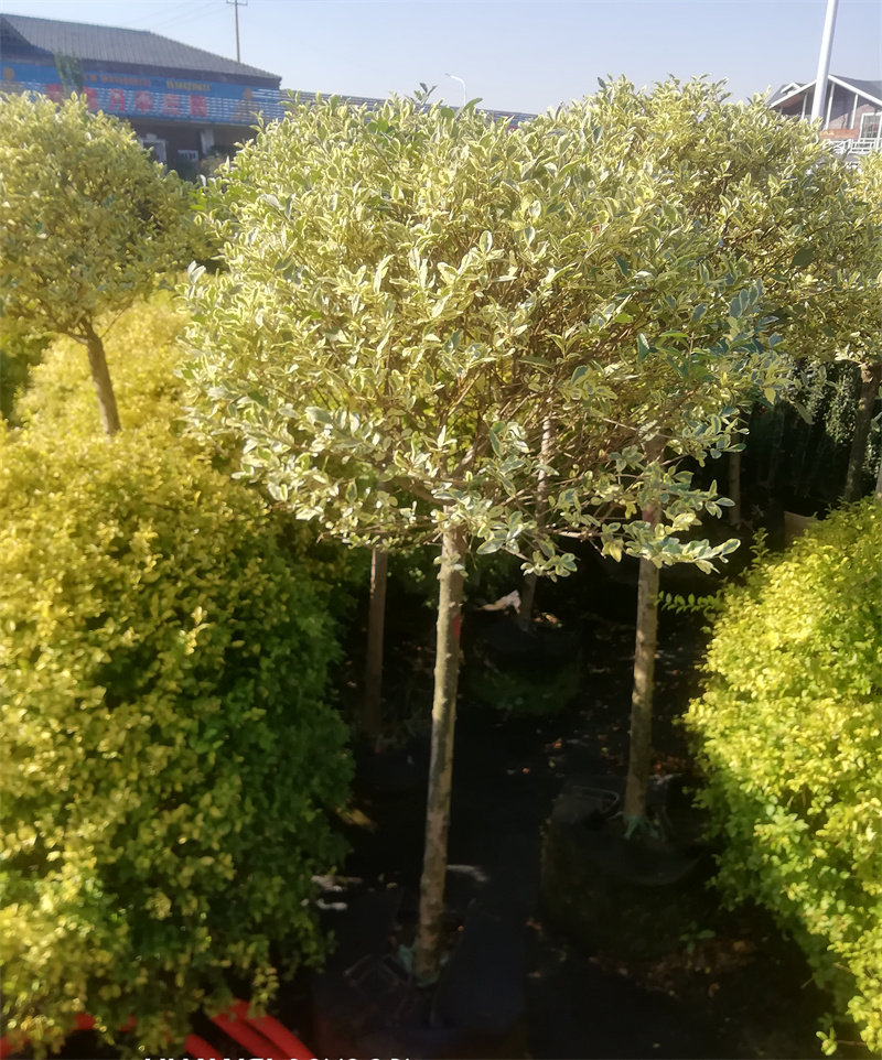 大宝宝塔型亮晶女贞树球棒棒糖金姬小腊球叶色观赏观叶