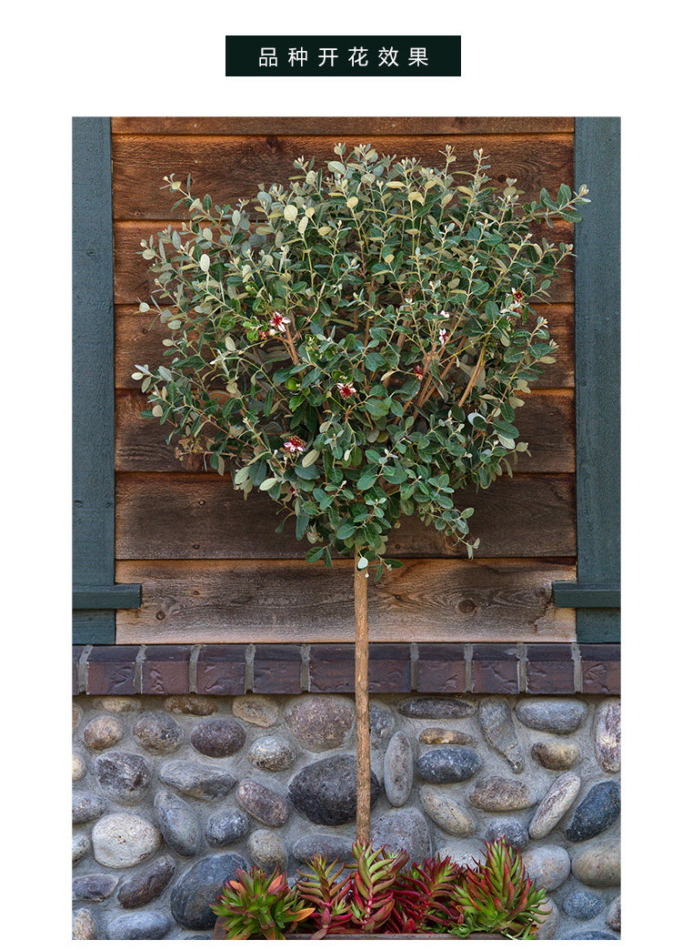 花镜新奇芳香植物菲油果树树苗美观阳台容易时令草本花卉