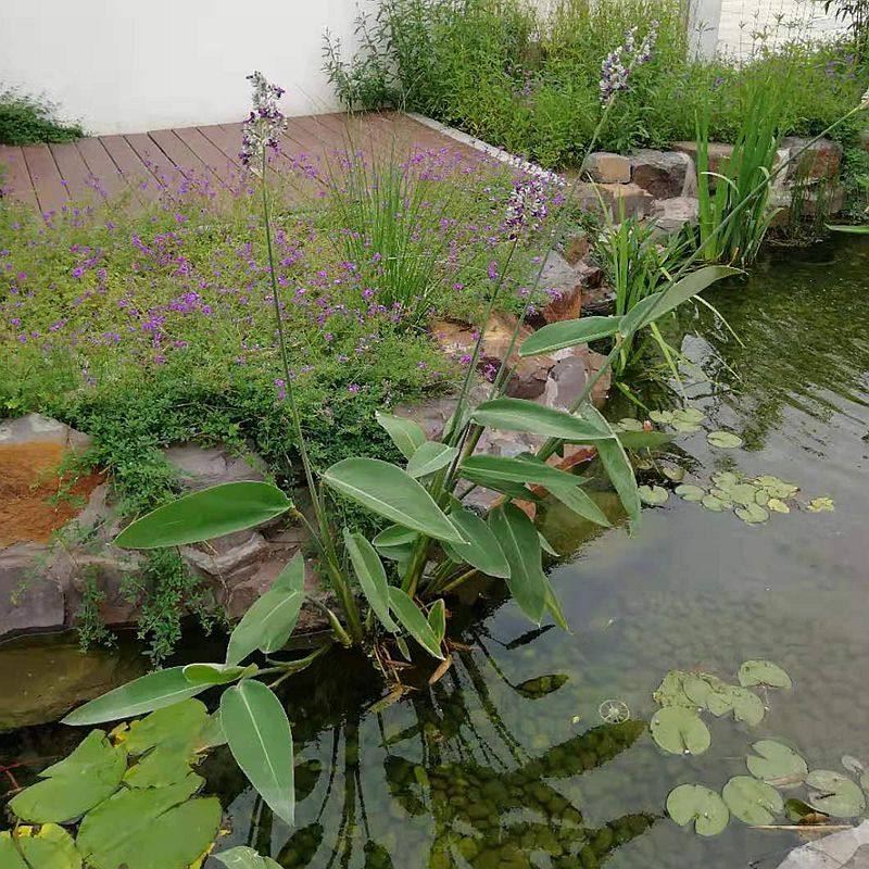 水景水池水生水养湿地净化水质挺水植物【江南花镜带叶再力花】