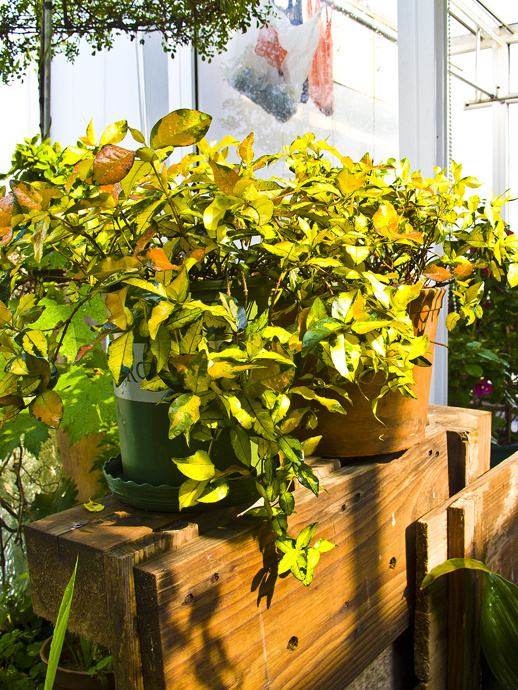 阳台庭院花卉黄金络石耐寒耐旱彩叶彩色植物时令草本花卉