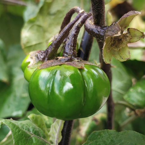 睿奕轩云南特色馆:4月发货3斤装大苦子果1.