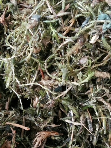 优质轮叶黑藻草籽芽孢俗称灯笼节节龙虾大闸蟹水草
