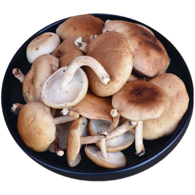 野生香菇香蕈香菌香信云南丽江特产味道口感新鲜松茸