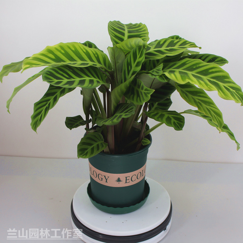 绒叶室内绿植天鹅绒竹芋斑马四季常绿盆栽肖竹芋绿植