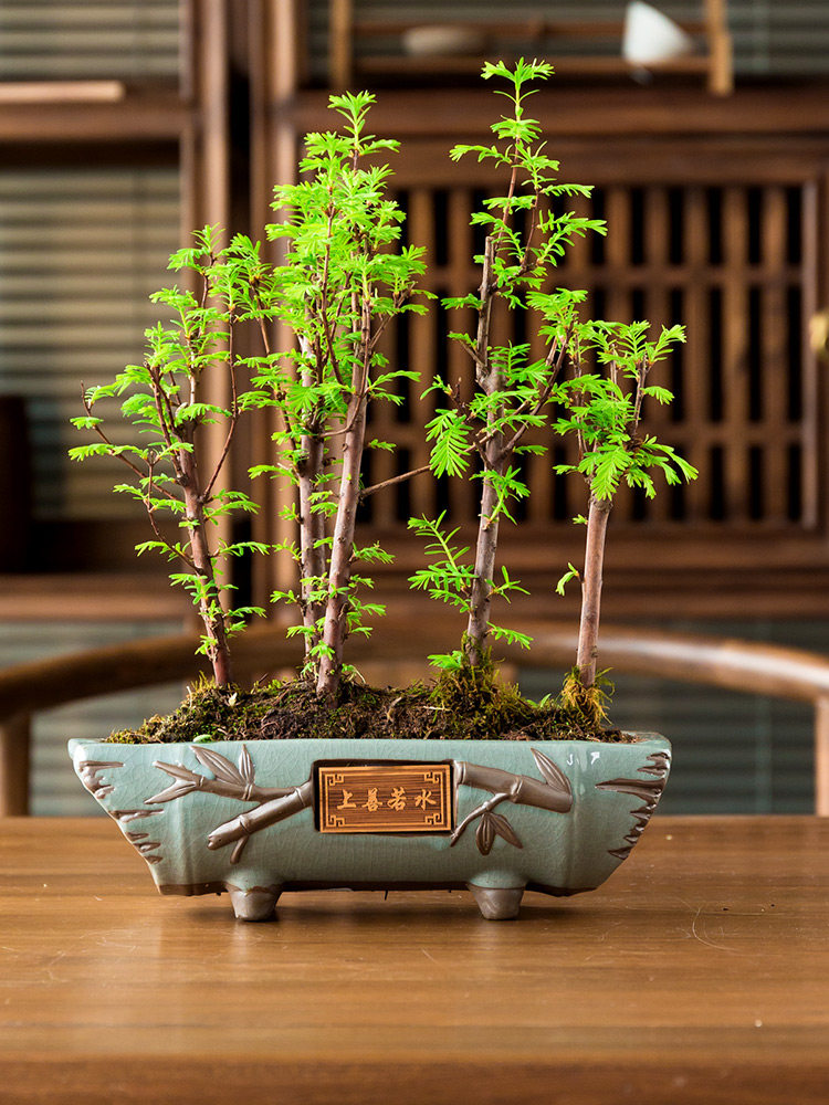 水杉盆景树桩花卉卉好植物盆栽室内四季常青绿植