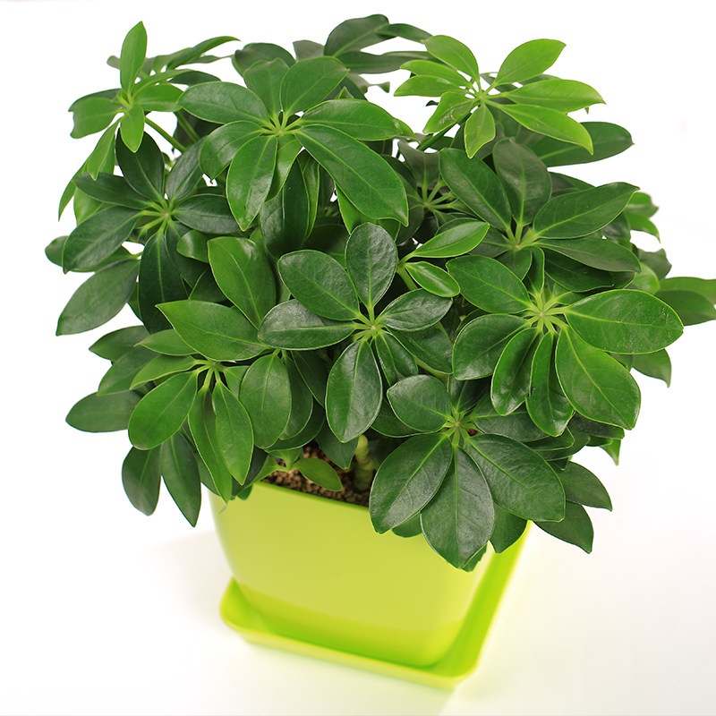 鸭脚木鹅掌室内观叶植物植物吸收尼古丁甲醛办公室桌面绿植