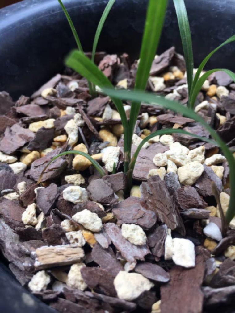 国春蕙兰花卉红素冠荷鼎绿姜氏荷组培瓶苗大叠彩多肉植物