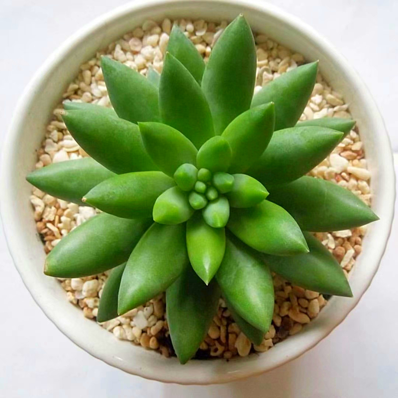 千佛手大老桩多植物新品肉肉花卉珠帘新手景天多肉植物